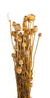 Pavot naturel séché teinté Terracotta