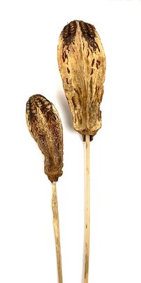  Mahogany naturel x 2