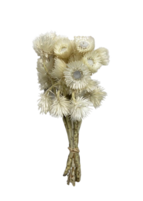 Hélichrysum couleur Beige.