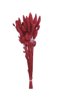 Lagurus Ovatus botte coloris Rose Framboise.