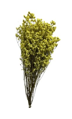 Limonium