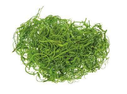 Mousse curly vert anis.