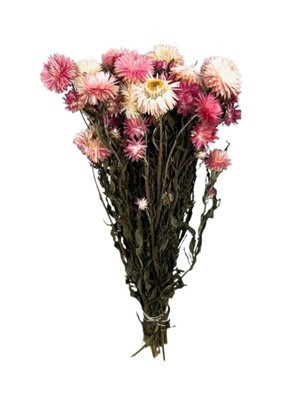 Hélichrysum séché couleur Rose avec feuillage.