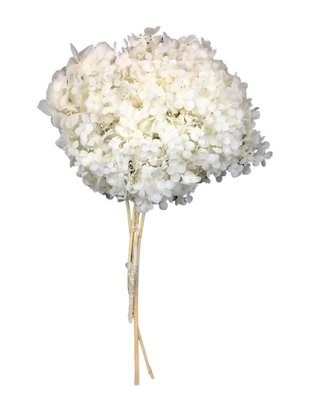 Hortensia stabilisé coloris Blanc