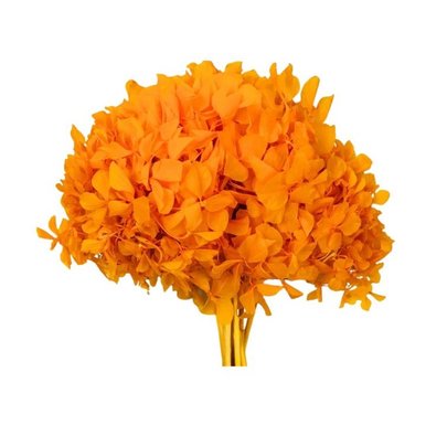 Hortensia stabilisé coloris Orange