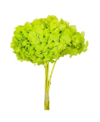 Hortensia stabilisé coloris Vert