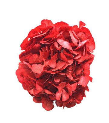 Hortensia stabilisé coloris Rouge 