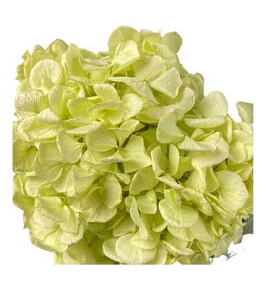 Hortensia stabilisé coloris Vert Pistache