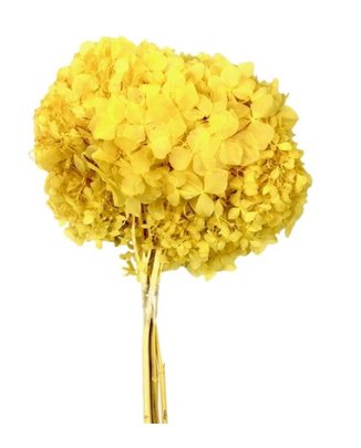 Hortensia stabilisé coloris Jaune