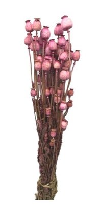 Pavot naturel séché teinté rose
