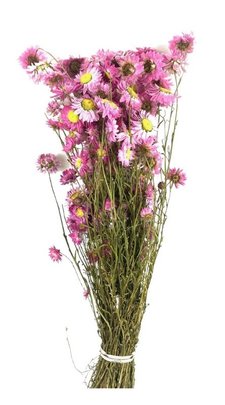 Acroclinium Naturel Séché Rose mélange. .