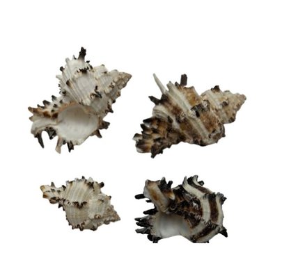 Coquillages Murex x 4.