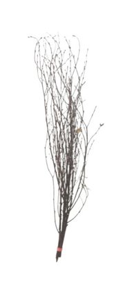 Botte de 10 branches de bouleau naturel.