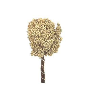  Grappes de baies de poivre beige.