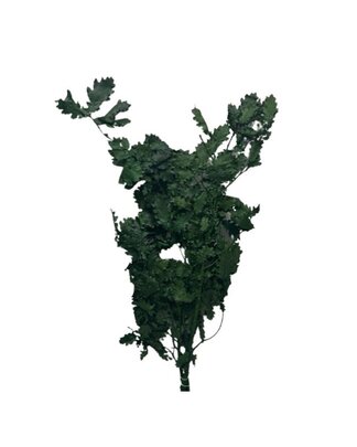 Feuille de Chêne stabilisée en botte coloris vert