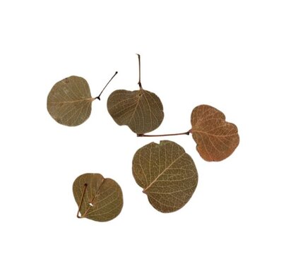 Feuilles de Monéta Séchées x 5
