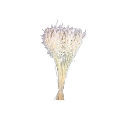 Avoine naturelle séchée botte blanche