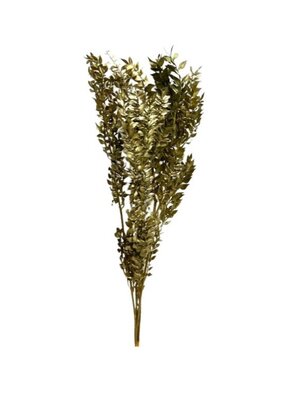 Ruscus Or x 5