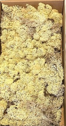 Mousse lichen d'islande Naturelle Grand Format