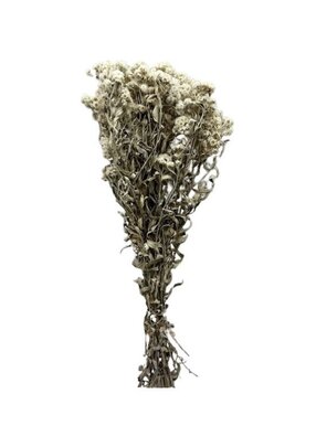 Edelweiss Anaphalis séchées
