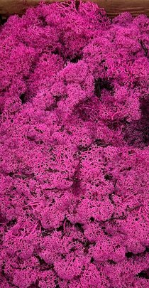Mousse lichen d'islande Rose Fuchsia