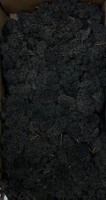 Mousse lichen d'islande Noire