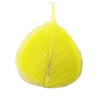 Squelettes de feuille Jaunes OASIS X 5