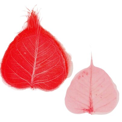 Squelettes de feuilles Rouges x 5