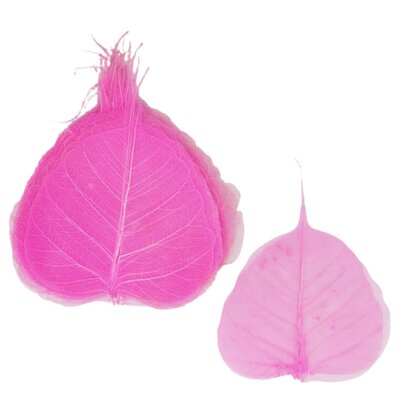 Squelettes de feuilles Rose bonbon