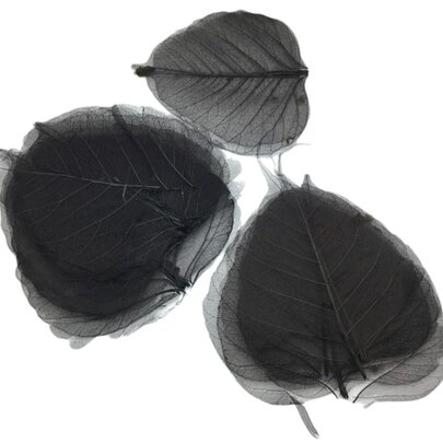Squelettes de feuilles Noires x 5.