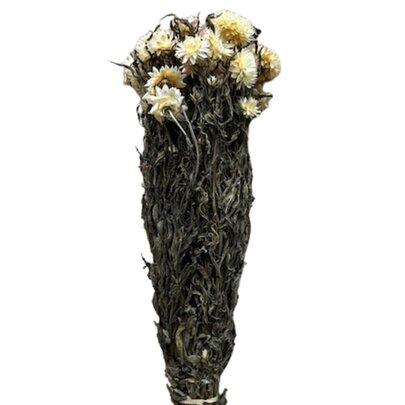 Hélichrysum séché couleur Crème avec feuillage.