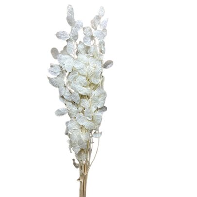 Monnaie du Pape Blanc (Lunaria)