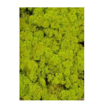 Mousse lichen d'islande Vert Printemps Grand Format