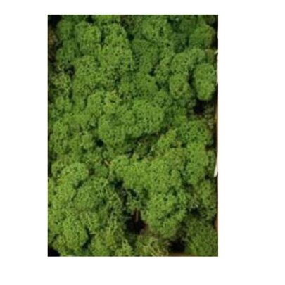 Mousse lichen d'islande Vert Forêt Grand Format