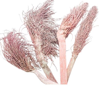 Torche de palmier naturelle rose X 3.