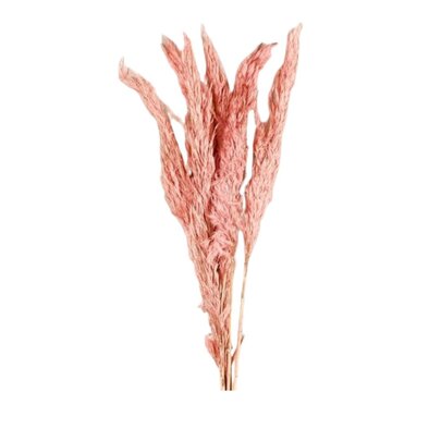 Herbe de la Pampas rose saumon x 6
