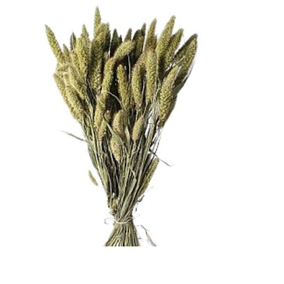 Sétaria séché botte