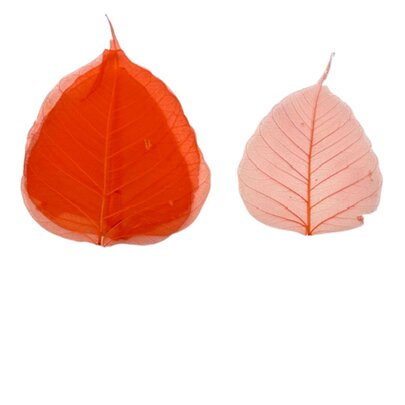 Squelettes de feuilles Orange x 5
