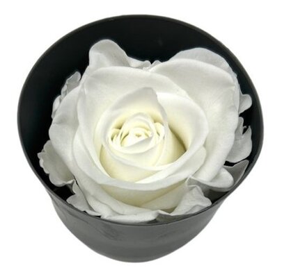  Rose stabilisée couleur Blanche par 1 pièce.