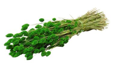 Phalaris vert séché naturel