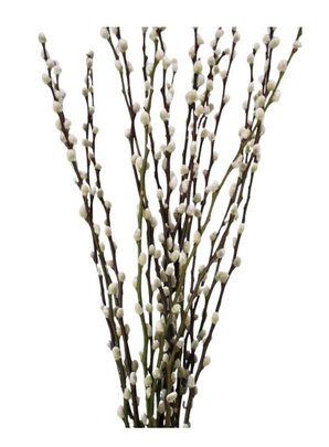 Chaton de saule naturel séché x 10