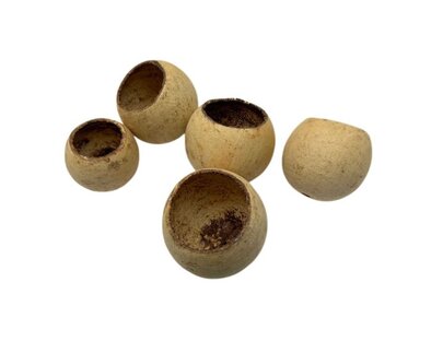 Bell cup Blanchi par 5 pièces