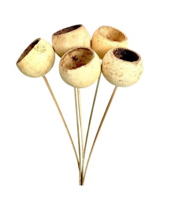 Bell cup sur tige x 5