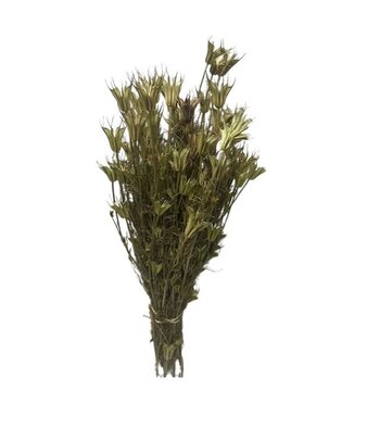 Nigella Séché Naturel 40 cm