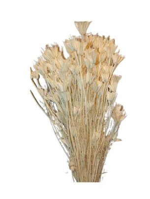 Nigella Séché Blanchi