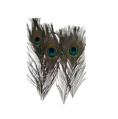 Plume de Paon x 5