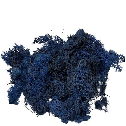 Mousse lichen d'islande Bleu Roi