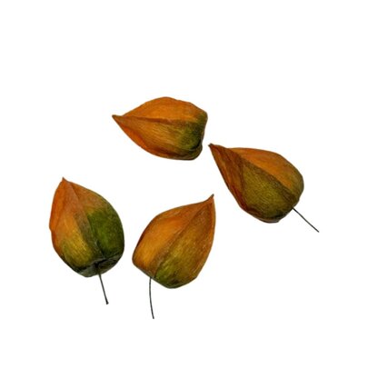 Physalis artificiel x 4