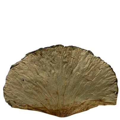 Grande feuille de Lotus ronde séchées x 1
