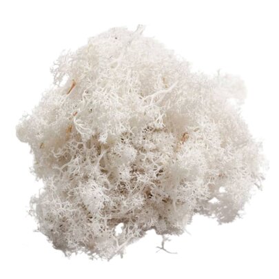 Mousse lichen d'islande blanc